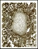 Elusive VG-9 Psycho Bubbles Handbill