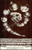 A Half Dozen Different Family Dog Posters - 3